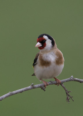 Goldfinch  Bulgaria