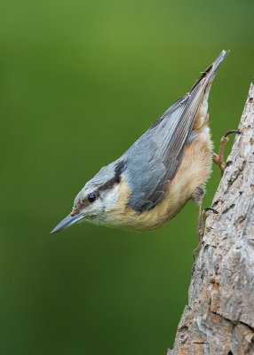 Nuthatch   Bulgaria