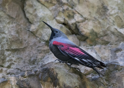 Wallcreeper   Bulgaria