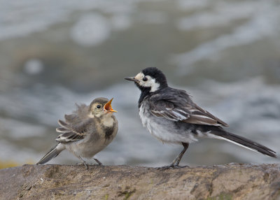 Wagtail,Pied