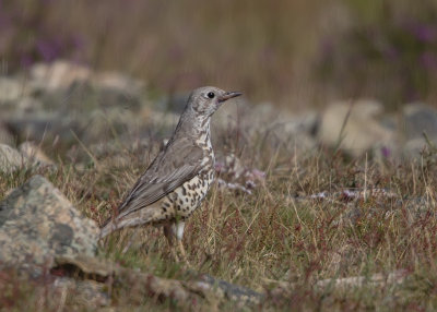 Mistle Thrush   Wales