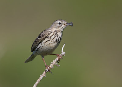 Pipit,Meadow