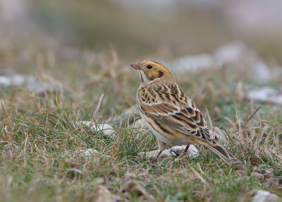 Lapland Bunting   Great Orme,Llandudno