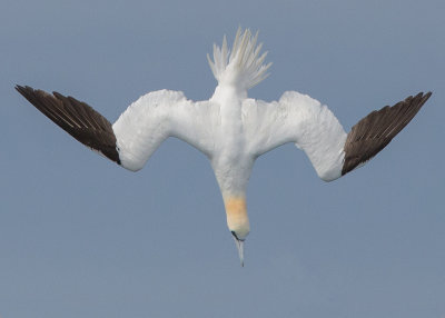 Gannet,Northern