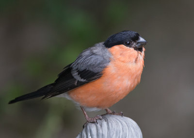 Bullfinch,Eurasian 