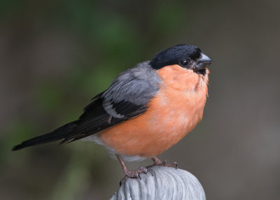 Bullfinch Llandudno