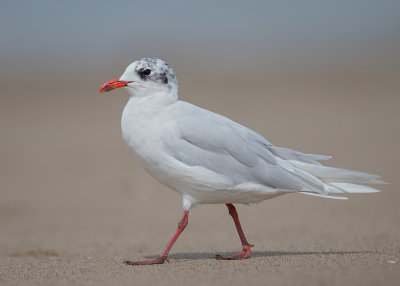 Mediterranean Gull    Colwyn Bay