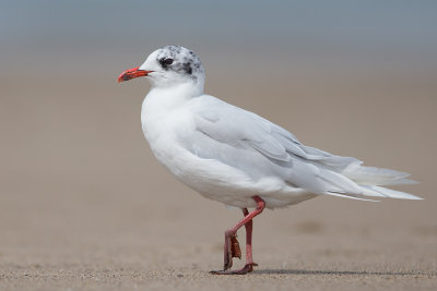 Mediterranean Gull    Colwyn Bay