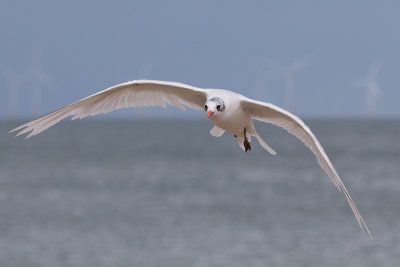 Mediterranean Gull    Colwyn Bay