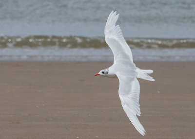 Mediterranean Gull    Colwyn Bay