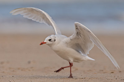 Mediterranean Gull    Colwyn Bay