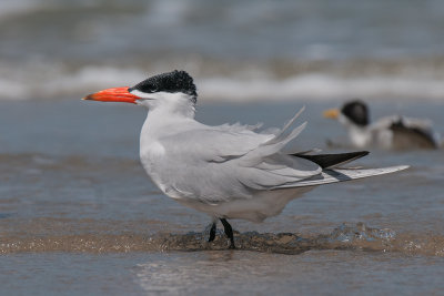 Tern,Caspian