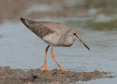 Redshank,Common