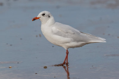 Mediterranean Gull    Colwyn Bay