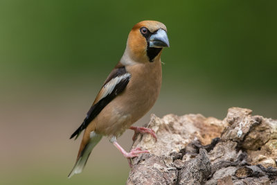 Hawfinch