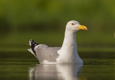 Caspian Gull    Hungary