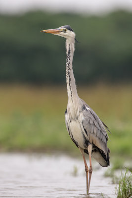 Grey Heron   Hortobagy,Hungary