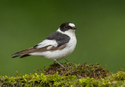 Flycatcher,Collared