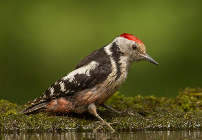 Woodpecker,Middle Spotted 