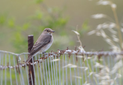 Spotted Flycatcher    Lesvos,Greece