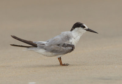 Little Tern  Waikkal Sri Lanka