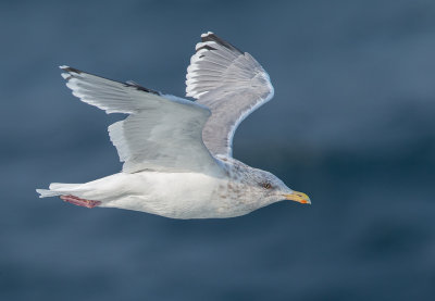 Vega Gull  Yellow Sea, Korea