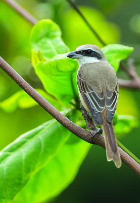 Shrike,Brown 