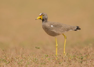 Plover,Wattled 