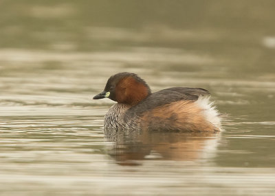 Grebe,Little 
