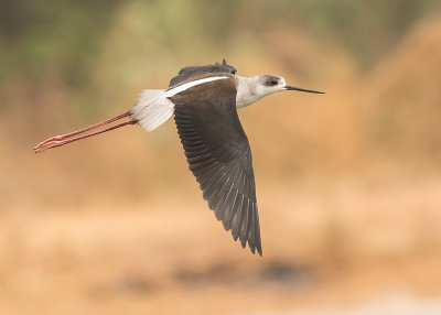 Stilt,Black-winged