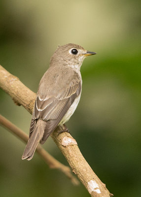 Birds of Thailand and the Far East 