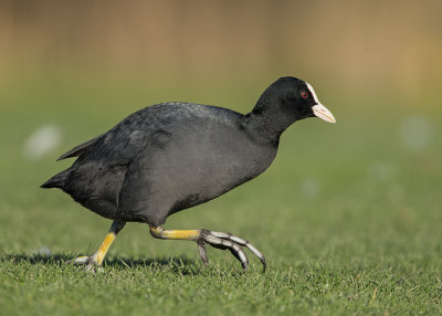 Coot  Abergele