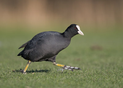 Williams_Wales_March_Coot_Fulica_Atra_4.jpg