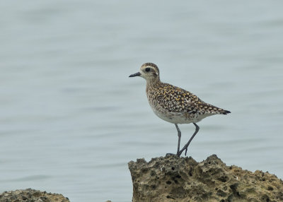 Plover,Pacific Golden