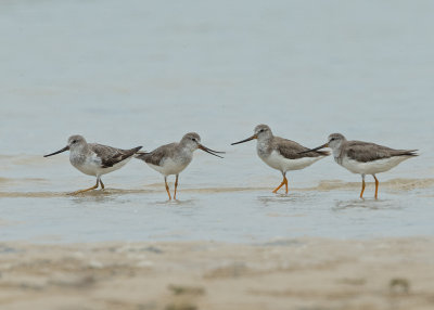 Sandpiper,Terek