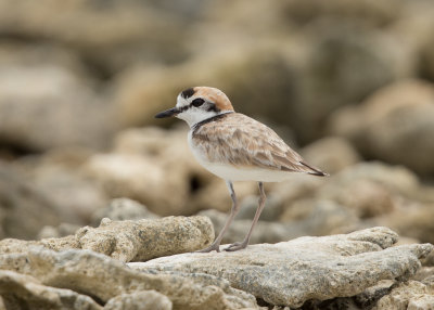 Plover, Malaysian