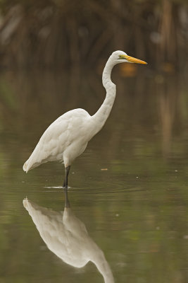 Egret, Great  