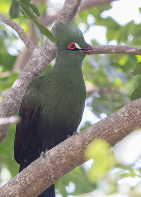 Turaco,Green