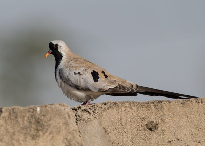 Dove,Namaqua 