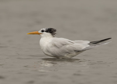 Tern, Royal 