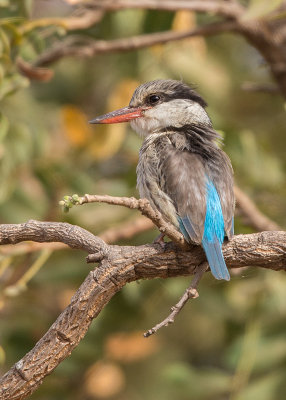 Kingfisher,Striped