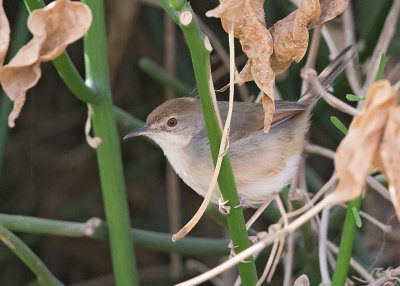 Prinia,Tawny-flanked