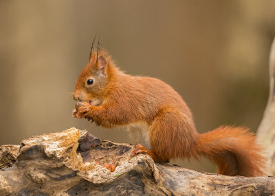 Red Squirrel  Wales