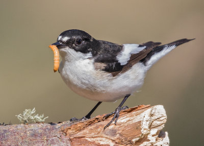 Flycatcher,Pied