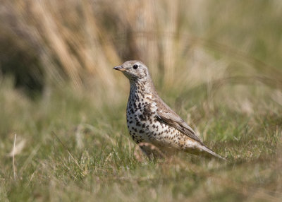 Mistle Thrush   Wales