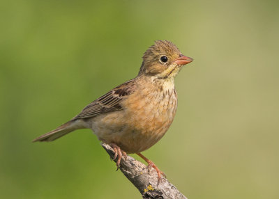 Ortolan Bunting   Bulgaria