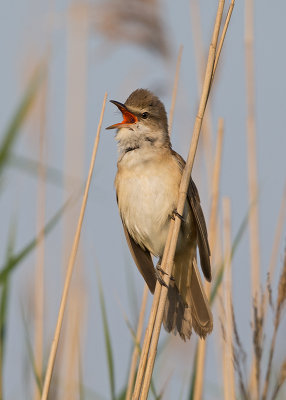 Great Reed Warbler   Bulgaria