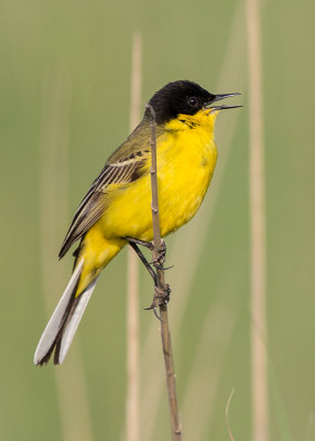 Wagtail,Yellow 