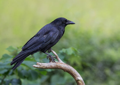 Carrion Crow  Llandudno