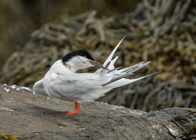 Roseate Tern   Isle of May,Scotland